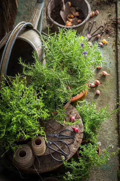 Rustic Garden Summer Afternoon Homegrown Aromatic Herbs Summer Garden — Stock Photo, Image