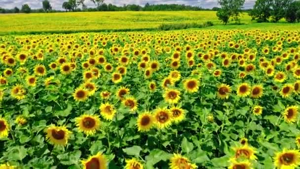 Produktion av solrosolja. Solrosfält på sommaren. Jordbruk i Polen. — Stockvideo