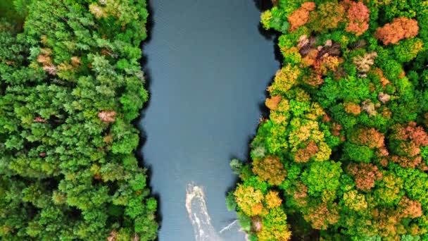 Řeka a les na podzim. Letecký pohled na volně žijící zvěř. — Stock video