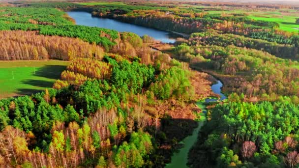 Wald und See im Herbst. Tierwelt aus der Luft in Polen. — Stockvideo