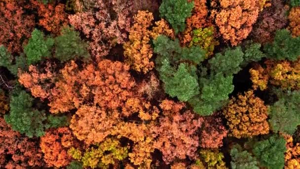 Vue aérienne de la forêt d'automne. Faune en Pologne. — Video