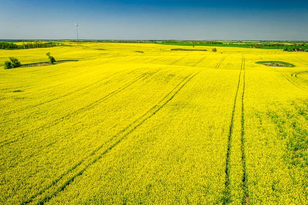 Campos Colza Amarelos Primavera Vista Aérea Agricultura Polónia — Fotografia de Stock
