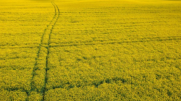 Campos Violação Amarelos Com Rastos Tracção Agricultura Polónia Vista Aérea — Fotografia de Stock