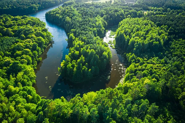 Rzeka Między Lasami Latem Widok Lotu Ptaka Wschód Słońca Natura — Zdjęcie stockowe