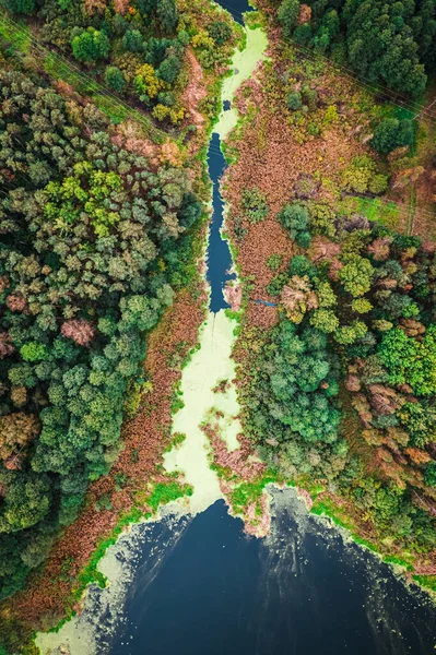 Зеленые Водоросли Болота Осенью Вид Воздуха Дикую Природу Польше Европа — стоковое фото