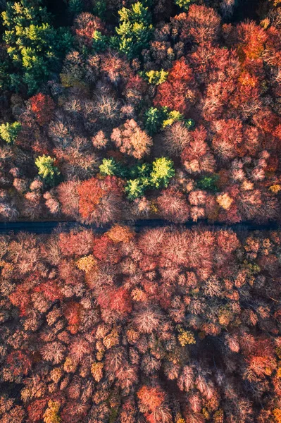 Väg Och Röd Höstskog Flygfoto Över Vilda Djur Res Genom — Stockfoto