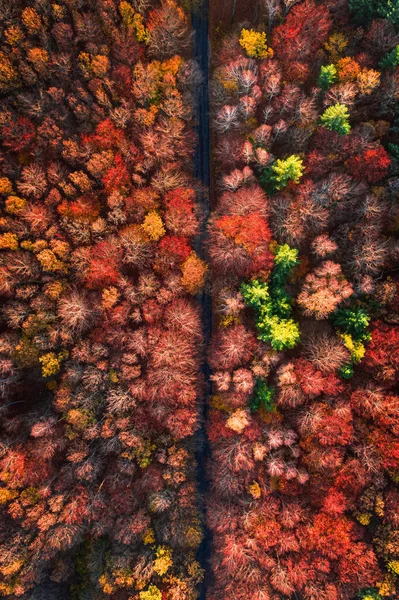 Viaje Través Del Bosque Otoño Viaje Bosque Otoño Carretera Bosque —  Fotos de Stock