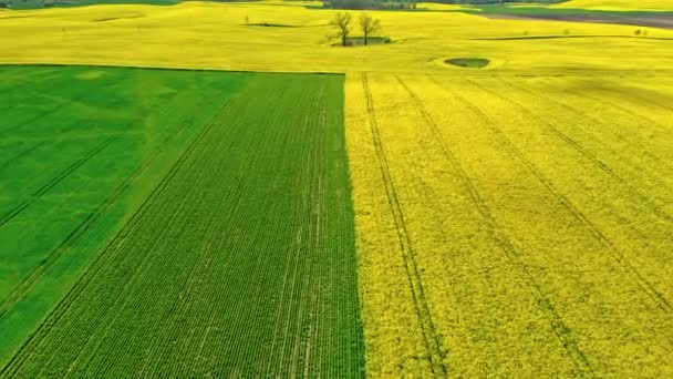 Gult och grönt fält. Jordbruk i Polen. Utsikt över naturen. — Stockvideo
