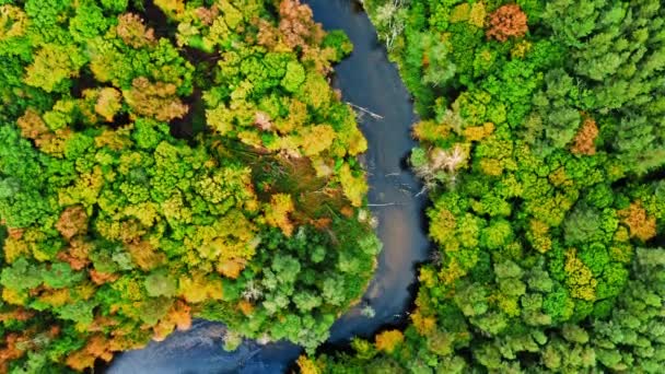 Podzimní les a řeka. Letecký pohled na divokou zvěř, Polsko. — Stock video