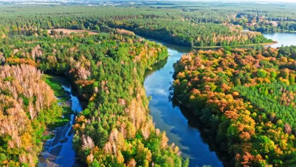 Jesienny las i rzeka. Widok z lotu ptaka, Polska — Wideo stockowe