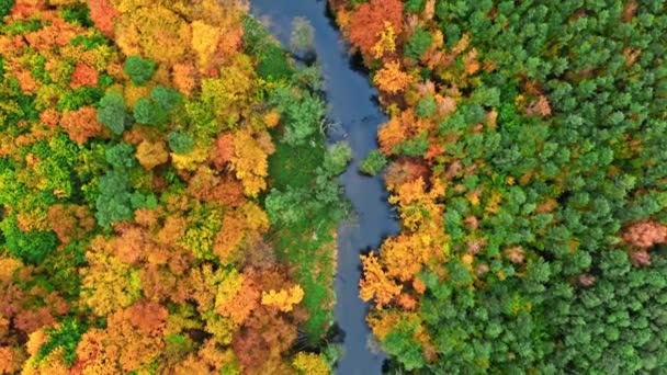 Blauwe rivier en kleurrijk bos. Luchtfoto van wilde dieren, Polen — Stockvideo