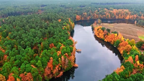 Лес и большая река в Польше. Вид с воздуха на дикую природу. — стоковое видео