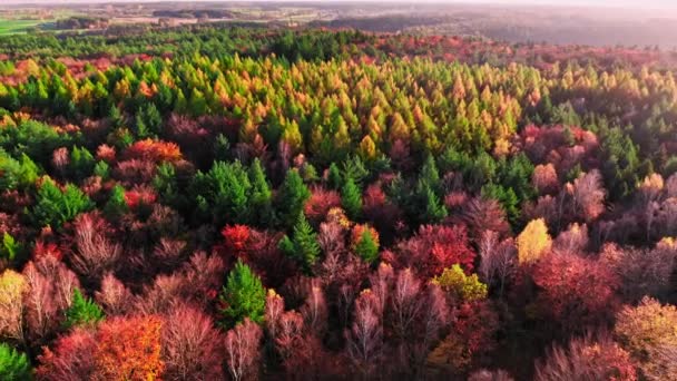Buchenwald im Herbst. Luftaufnahme der Tierwelt. Polnischer Regenwald. — Stockvideo