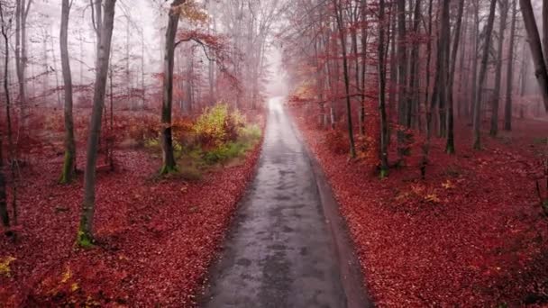 Asfaltová cesta a les na podzim. Letecký pohled na přírodu — Stock video