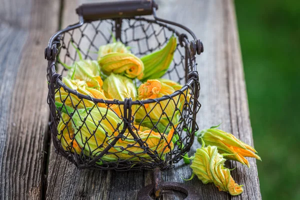 夏の庭で新鮮なズッキーニの花 庭の自家栽培野菜 — ストック写真