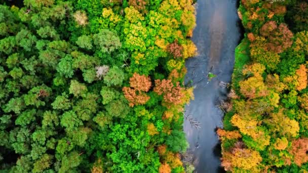Дика осінь в Польщі. Повітряний вид на річку й ліс. — стокове відео