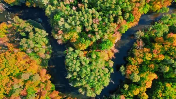 Aerial view of wildlife, Poland. Forest and river in autumn. — Stockvideo