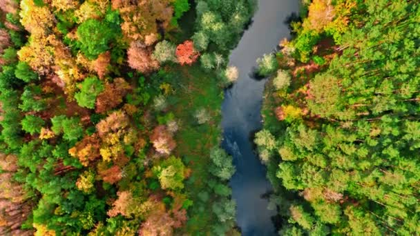 Rzeka i kolorowy las. Widok z lotu ptaka na polską przyrodę. — Wideo stockowe