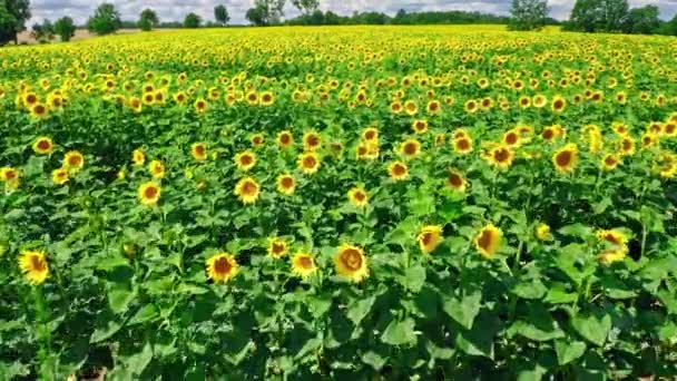Slunečnicové pole v létě. Letecký pohled na zemědělství v Polsku. — Stock video