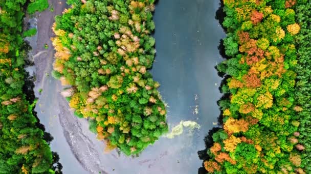 Вид з повітря на річку восени. Повітряний вид на дику природу . — стокове відео