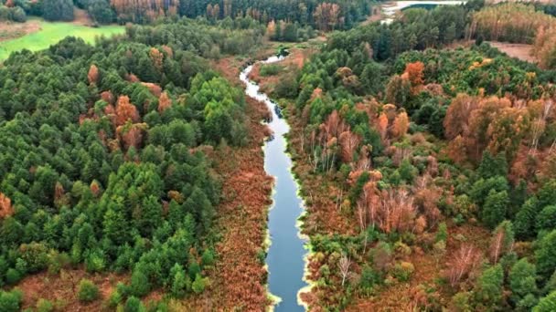 Коричневое болото осенью. Вид с воздуха на дикую природу, Польша. — стоковое видео