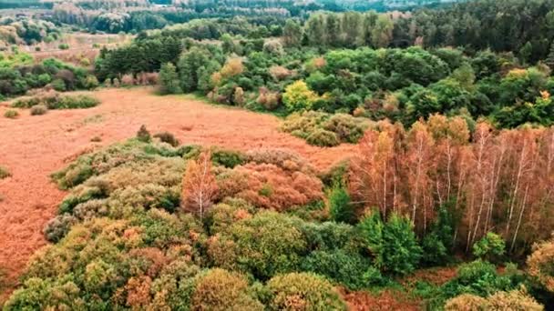 Luftaufnahme von braunen Sümpfen im Herbst. Wildtiere in Polen. — Stockvideo