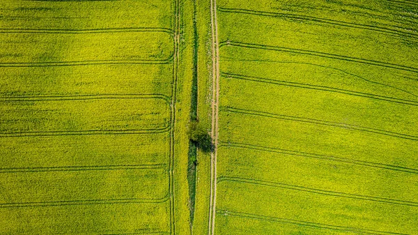 Campos Violação Amarelos Polónia Vista Aérea Agricultura Natureza Polónia — Fotografia de Stock