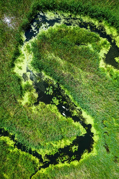 Algues Fleurs Sur Rivière Les Marécages Vue Aérienne Faune Sauvage — Photo