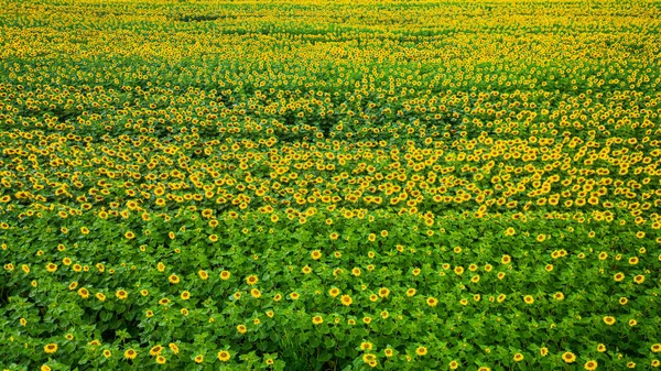 Vista Aérea Agricultura Polónia Campo Florescente Girassol Natureza Europa — Fotografia de Stock