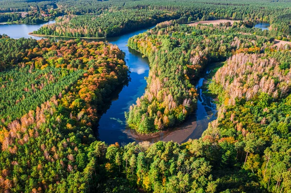 Кривая Река Осенью Вид Воздуха Дикую Природу Польше Природа Европы — стоковое фото