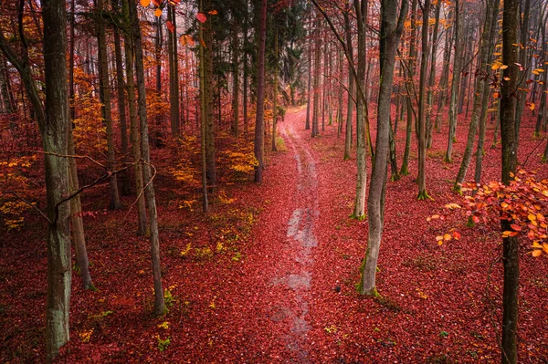 Шлях Через Осінній Ліс Повітряний Вид Дику Природу Польщі Природа — стокове фото