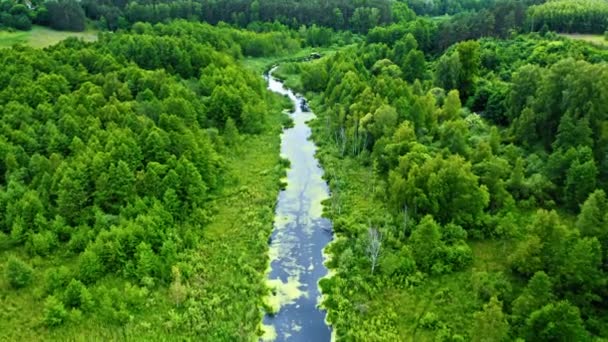 Träsk och flod på våren. Flygfoto över vilda djur, Polen. — Stockvideo