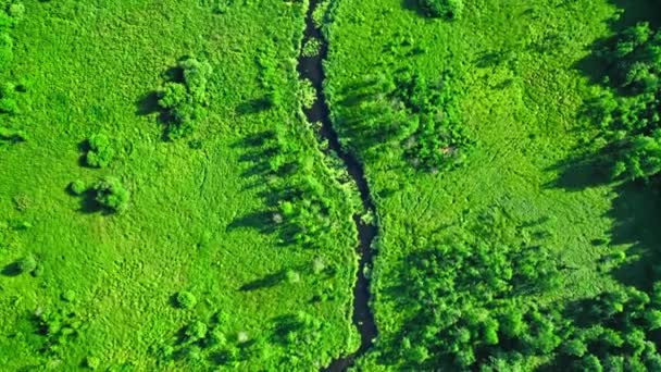 Курві ріка і зелена болота. Вид з повітря на дику природу (Польща).. — стокове відео