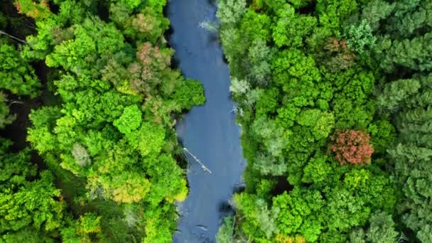 Rio e floresta verde no início do outono. Vida selvagem na Polônia. — Vídeo de Stock