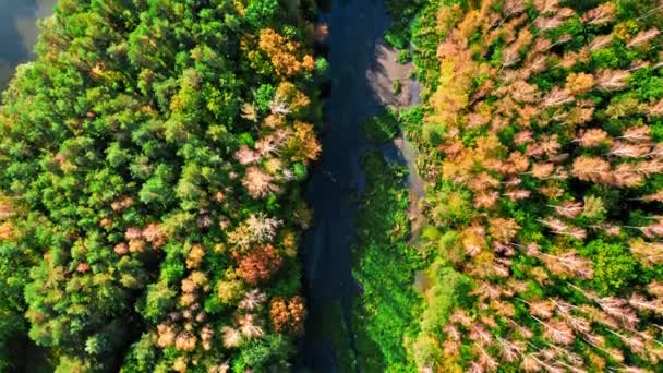 Річка восени. Повітряний вид дикої природи в Польщі. — стокове відео