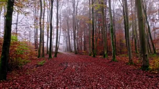 Jesienny las i chodnik liściasty. Natura w Polsce. — Wideo stockowe