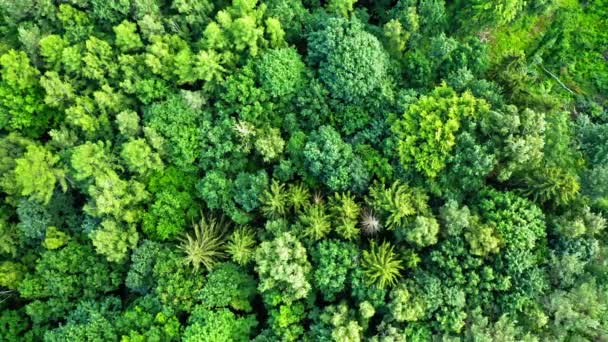 Vajande träd på vinden. Flygfoto över naturen i Polen — Stockvideo