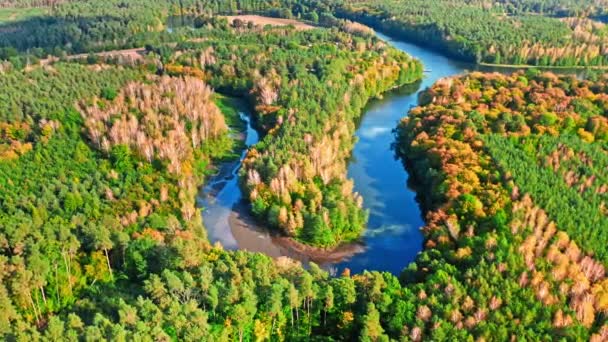 Veduta aerea della fauna selvatica, Polonia. Piccolo fiume in autunno. — Video Stock