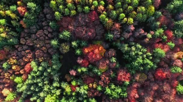 Bos bij zonsondergang in de herfst. Luchtfoto van wilde dieren, Polen — Stockvideo