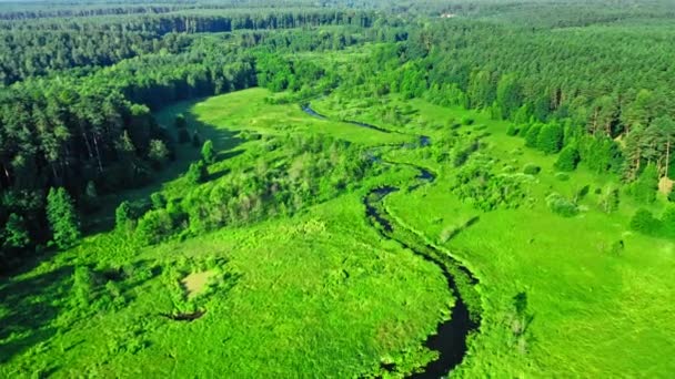 Kurvikas joki ja metsät. Ilmakuva luonnonvaraisista eläimistä ja kasveista Euroopassa. — kuvapankkivideo