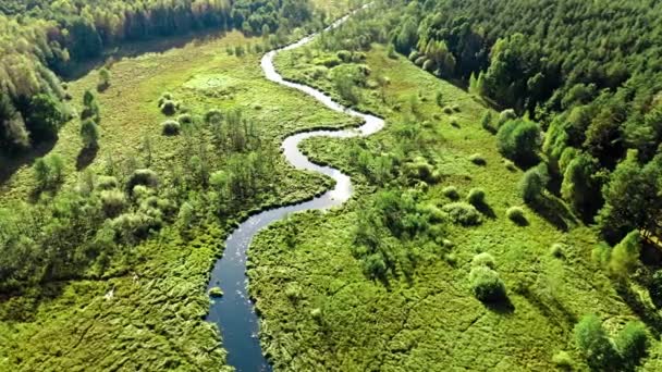 Curvy river and forest at sunset. Aerial view of wildlife. — Stok Video