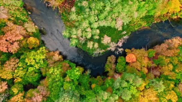 Bosque de otoño y río en Polonia. Vista aérea de la vida silvestre. — Vídeo de stock