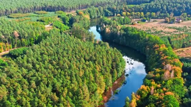 River and forest in early autumn. Aerial view of wildlife — Stock Video