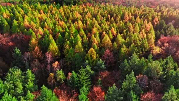 Hutan musim gugur saat matahari terbenam. Pemandangan udara wildlide di Polandia. — Stok Video