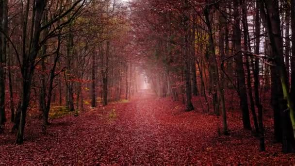 Вид з повітря на дику природу, Польща. Осінній ліс і листяні стежки.. — стокове відео