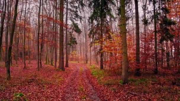 Ścieżka w jesiennym lesie. Widok z lotu ptaka, Polska. — Wideo stockowe