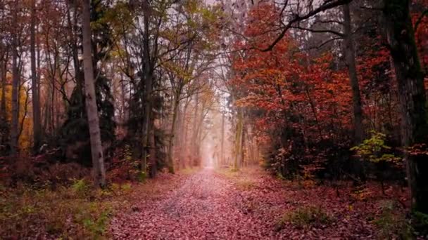Laubiger Waldweg im Wald. Wildtiere im Herbst in Polen — Stockvideo