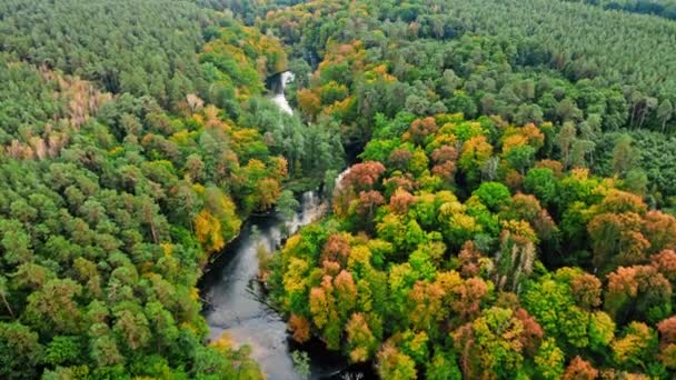 Río curvilíneo a principios de otoño. Vista aérea de la vida silvestre, Polonia. — Vídeos de Stock