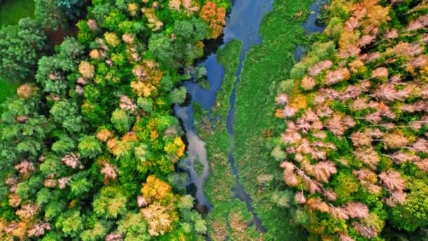 Herfst bos en rivier. Luchtfoto van wilde dieren in de herfst, Polen — Stockvideo