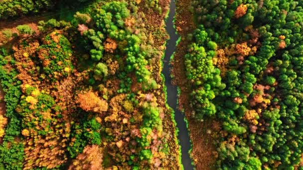 Pantano de otoño, bosque y río. Vista aérea de la vida silvestre, Polonia — Vídeos de Stock